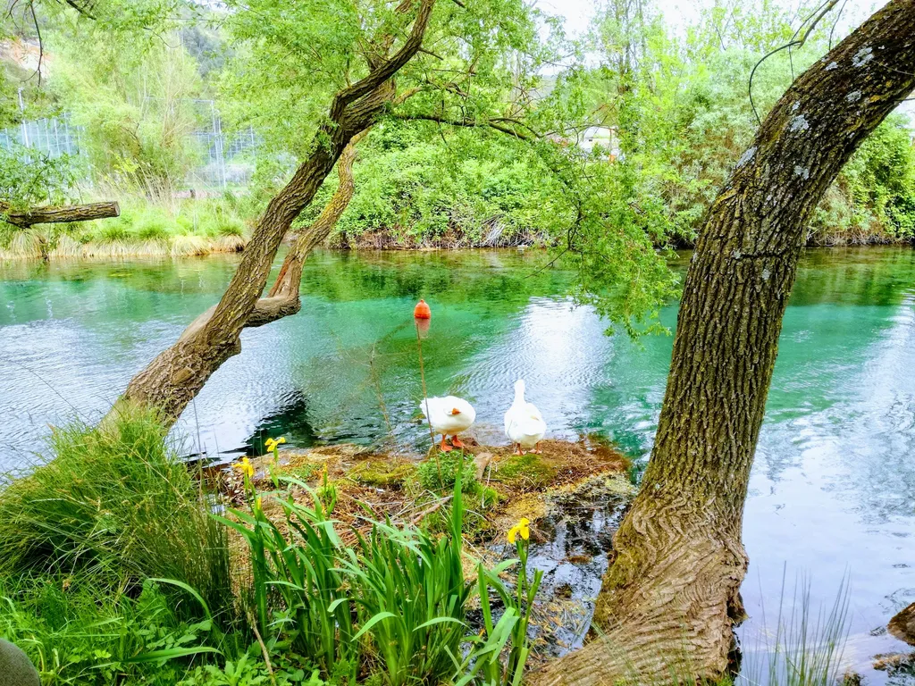 Il Mandorlo Selvatico