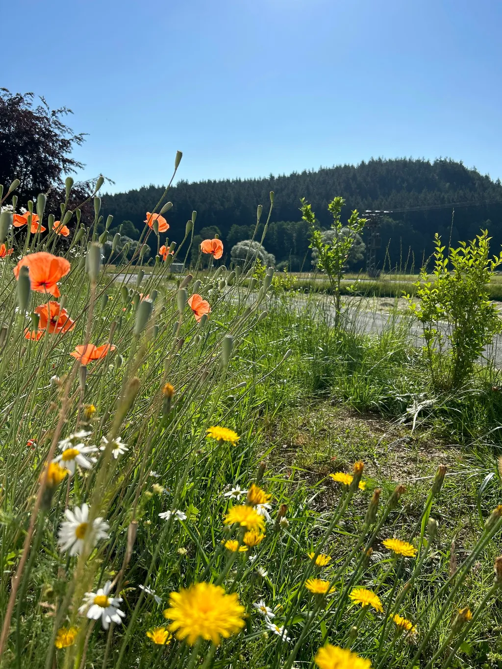 Idylle am Wachhügel
