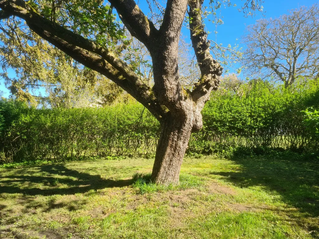 Zelten auf der Obstwiese