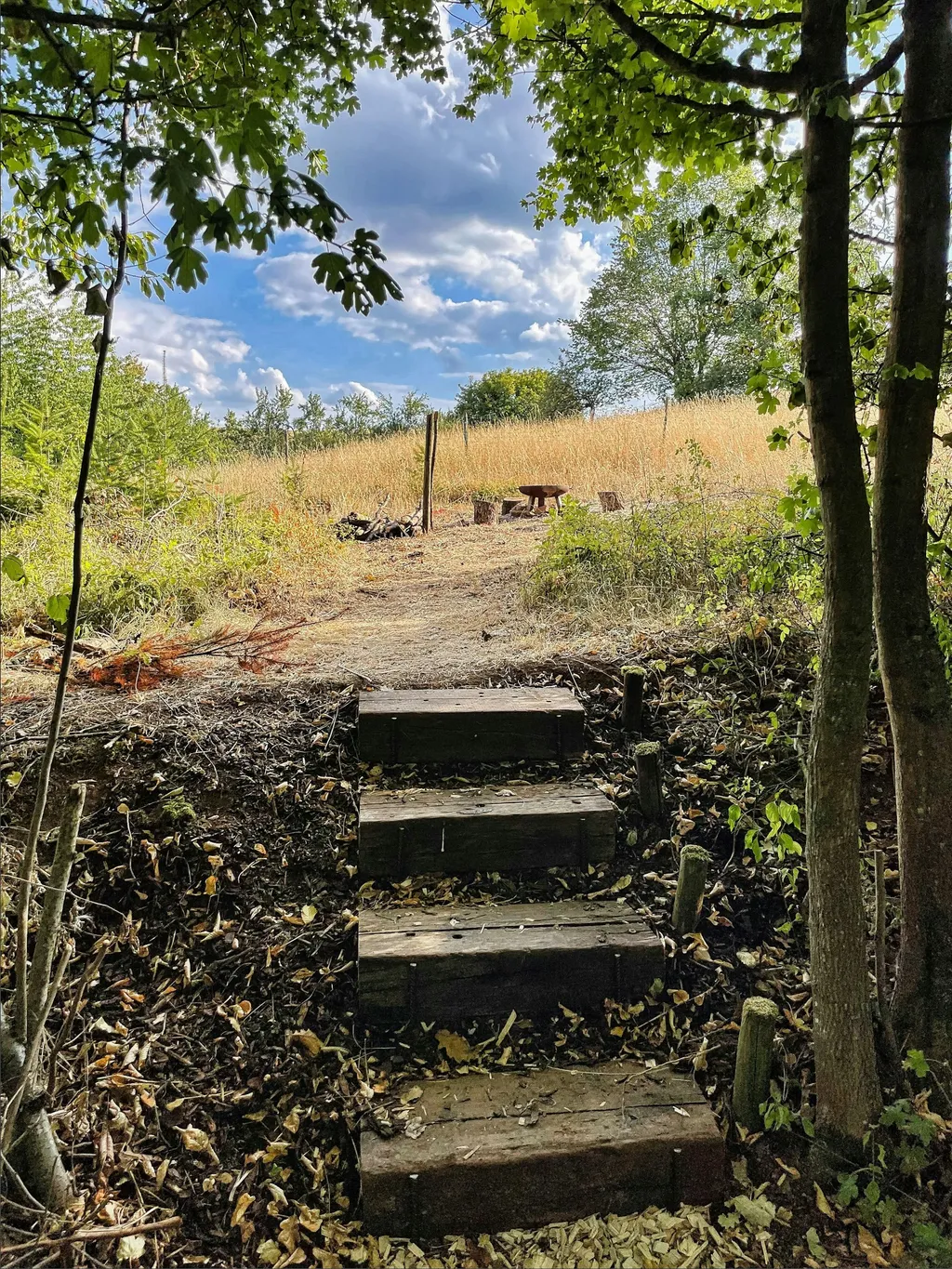 Blick aus dem Wald auf die Feuerstelle