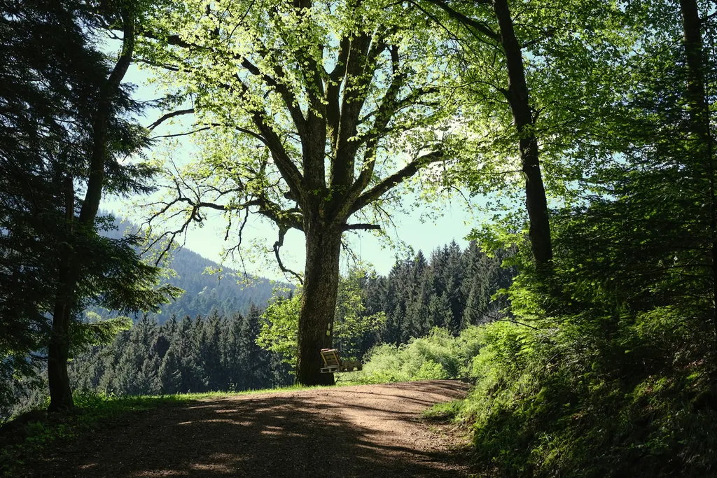 Bühl - Beim Naturdenkmal 🌳Eiche🌳