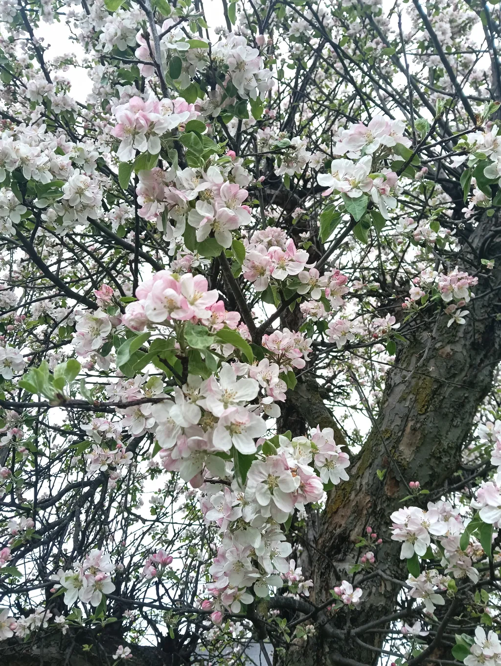 Wiesenstellplatz mit Aussicht