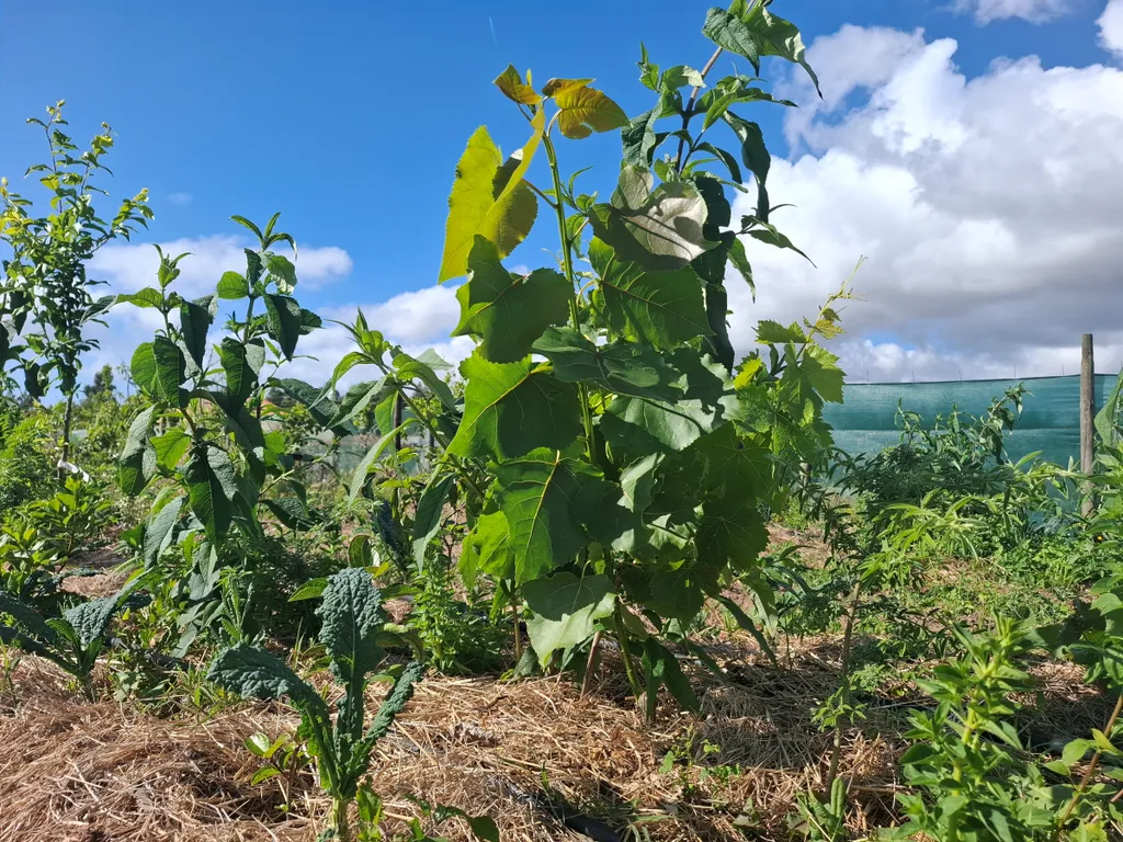 Caria’s Organic Farm near the Silver Coast surf