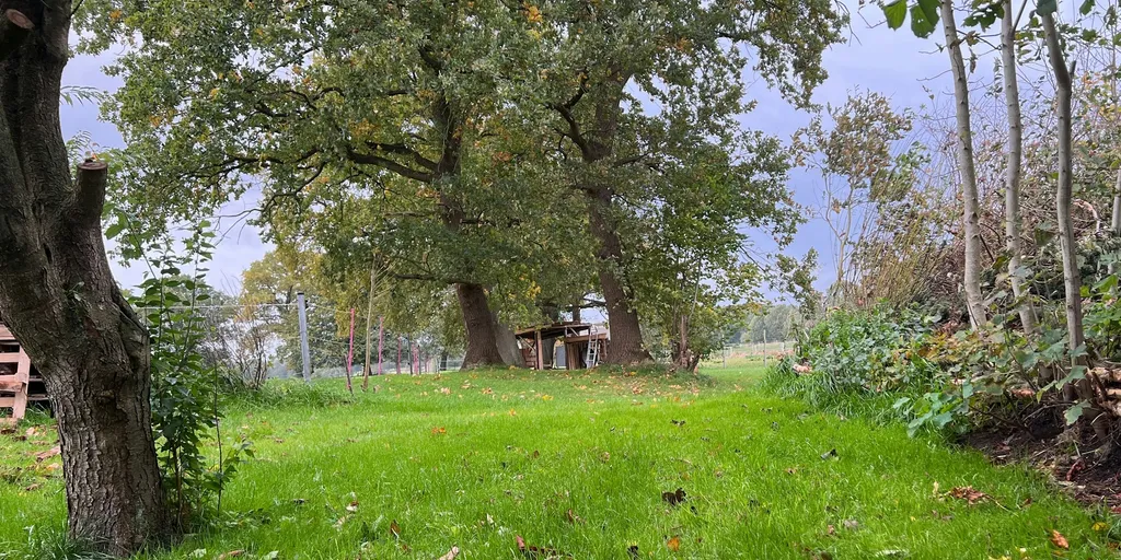 Wiese hinterm Haus neben Pferden