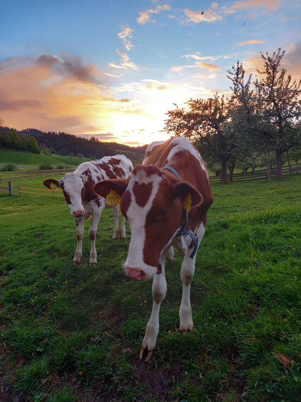 Am rauschenden Bächlein