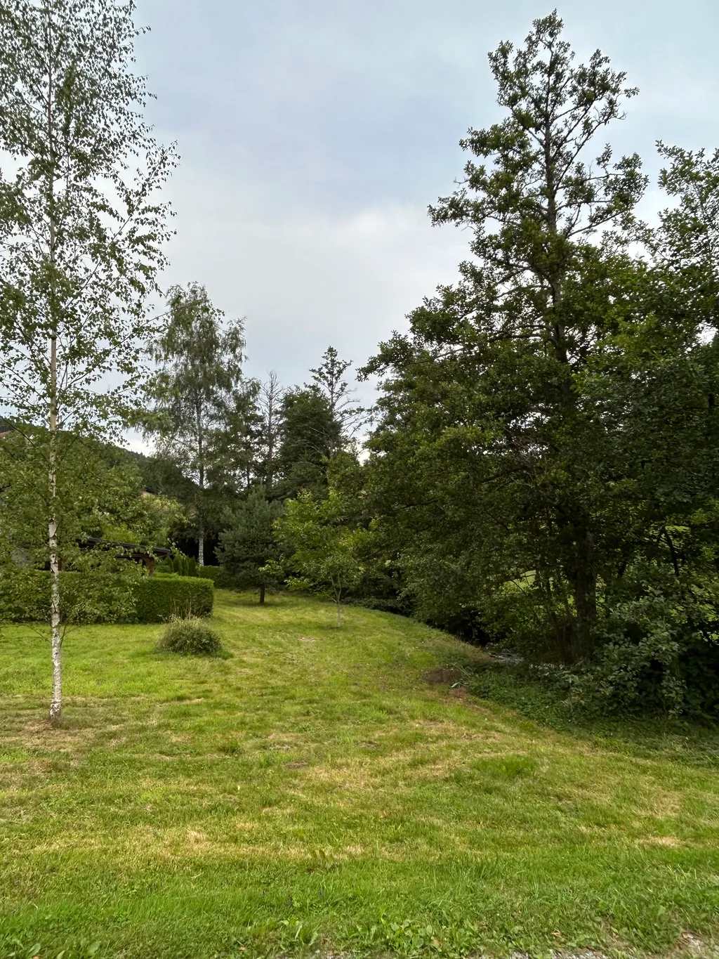 Wunderschöne Wiese umgeben von Wald und Natur