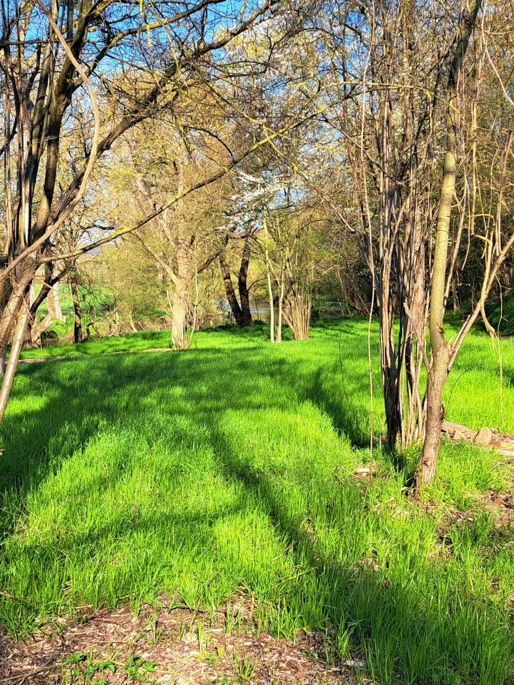 Womo Stellplatz unter den Nussbäumen