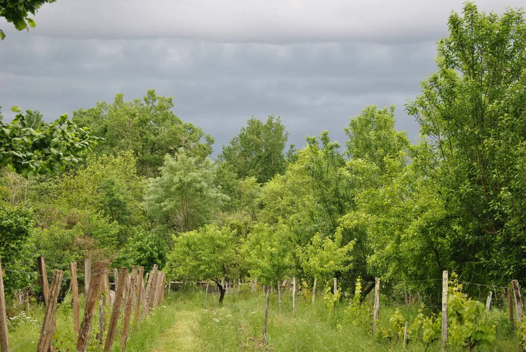 Ferme fruitière dans la forêt landaise