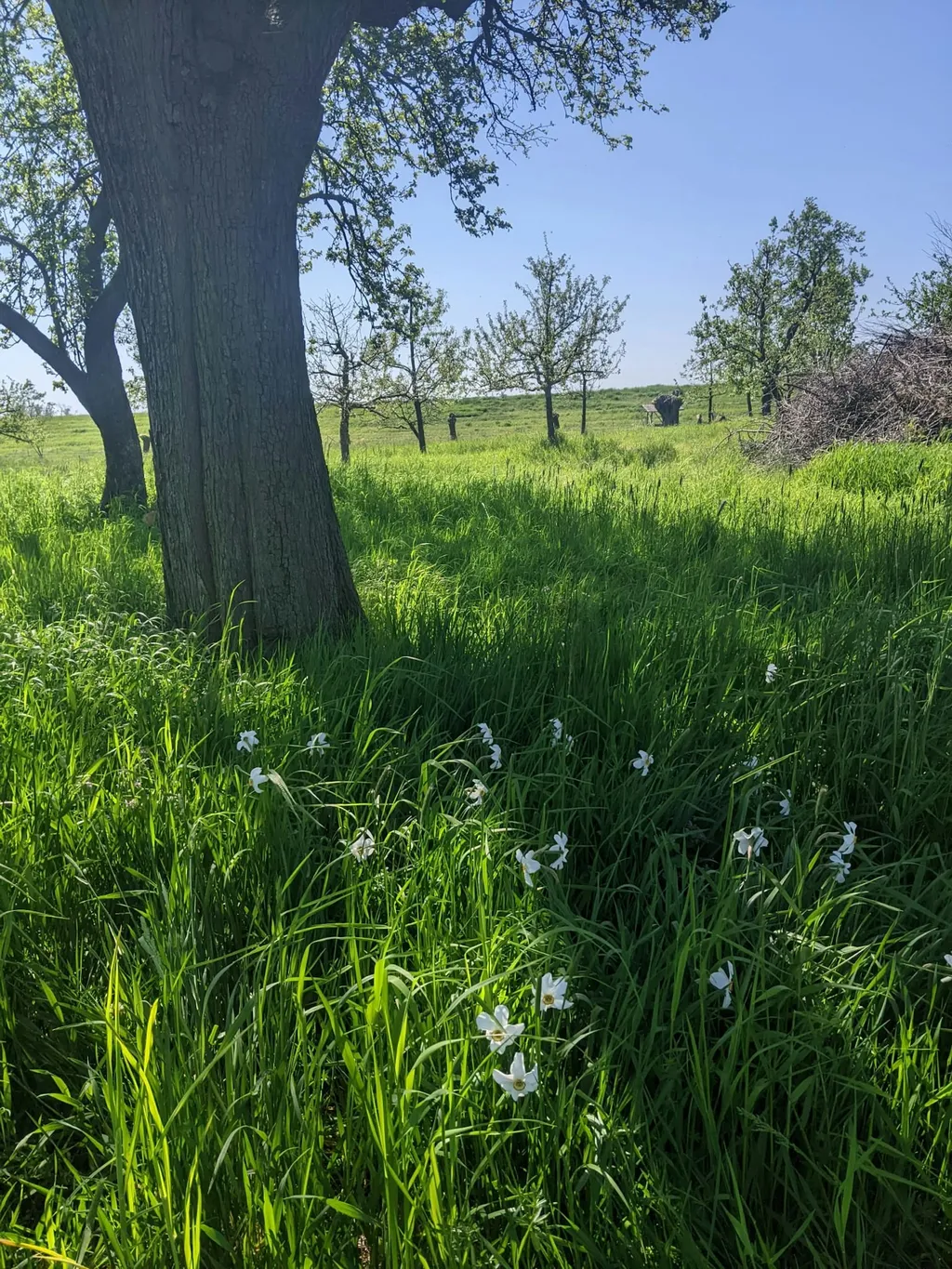 Obstwiese in Alleinlage an der Oder