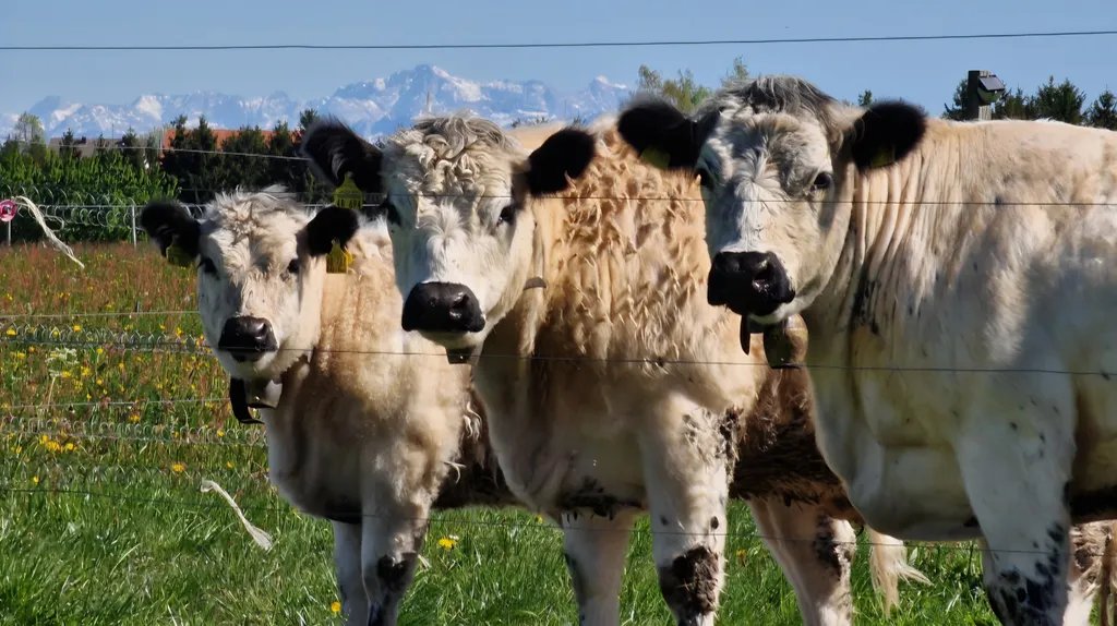 Unsere Galloway's