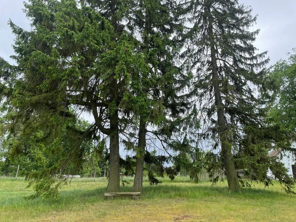 Unter Fichten am Dorfrand mit Blick zum Wald