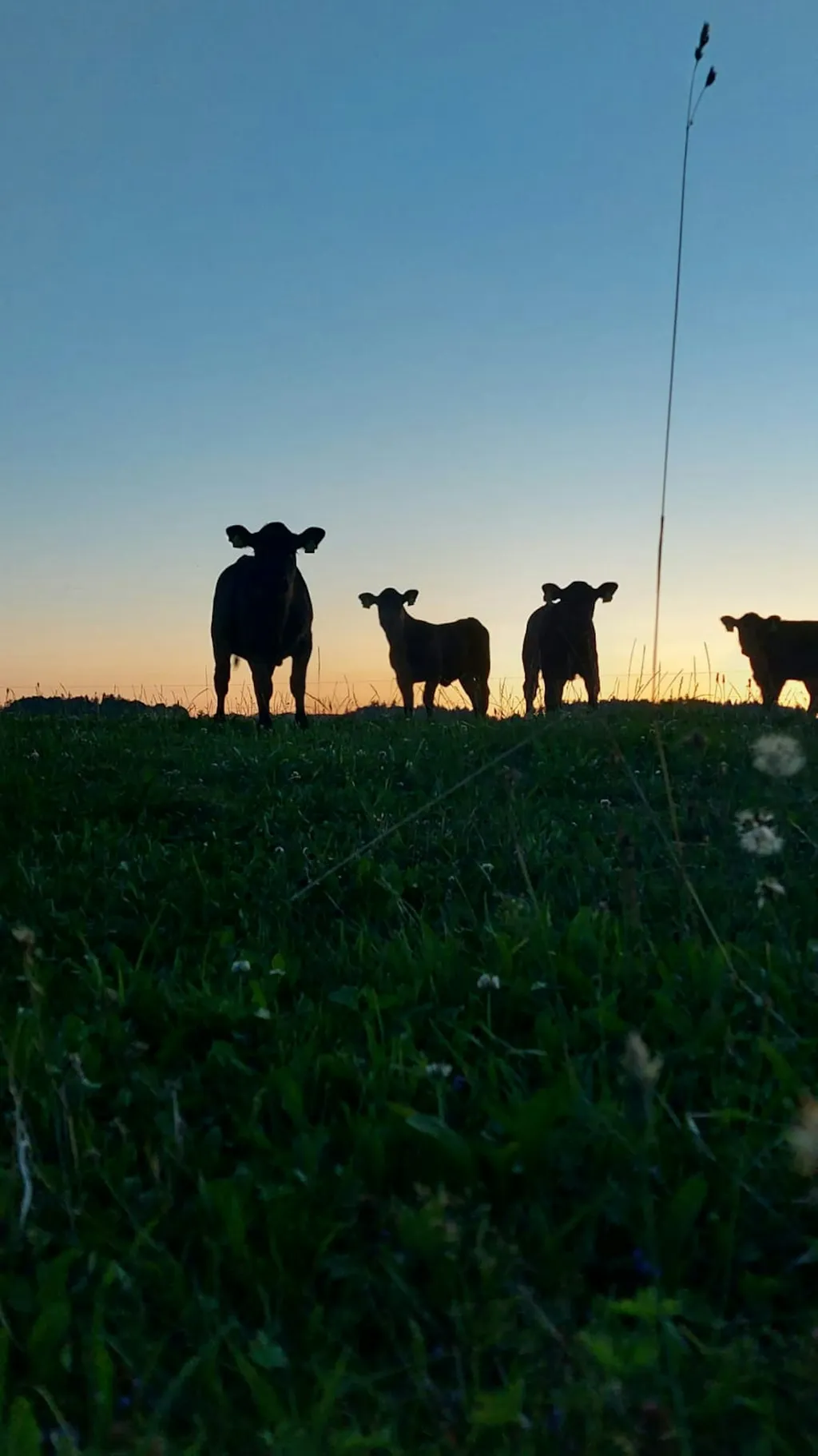 Zirkuswagen vom Sommerhof
