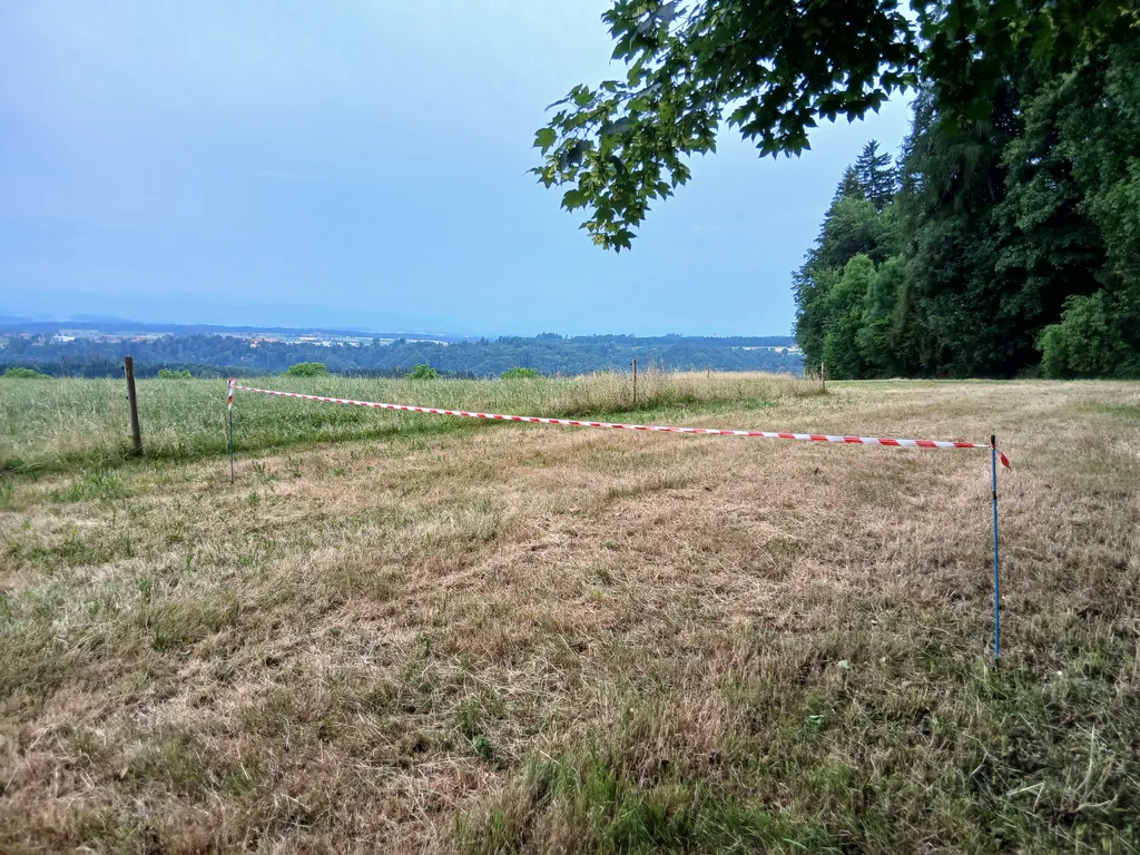 Idyllischer Waldrand mit Weitsicht