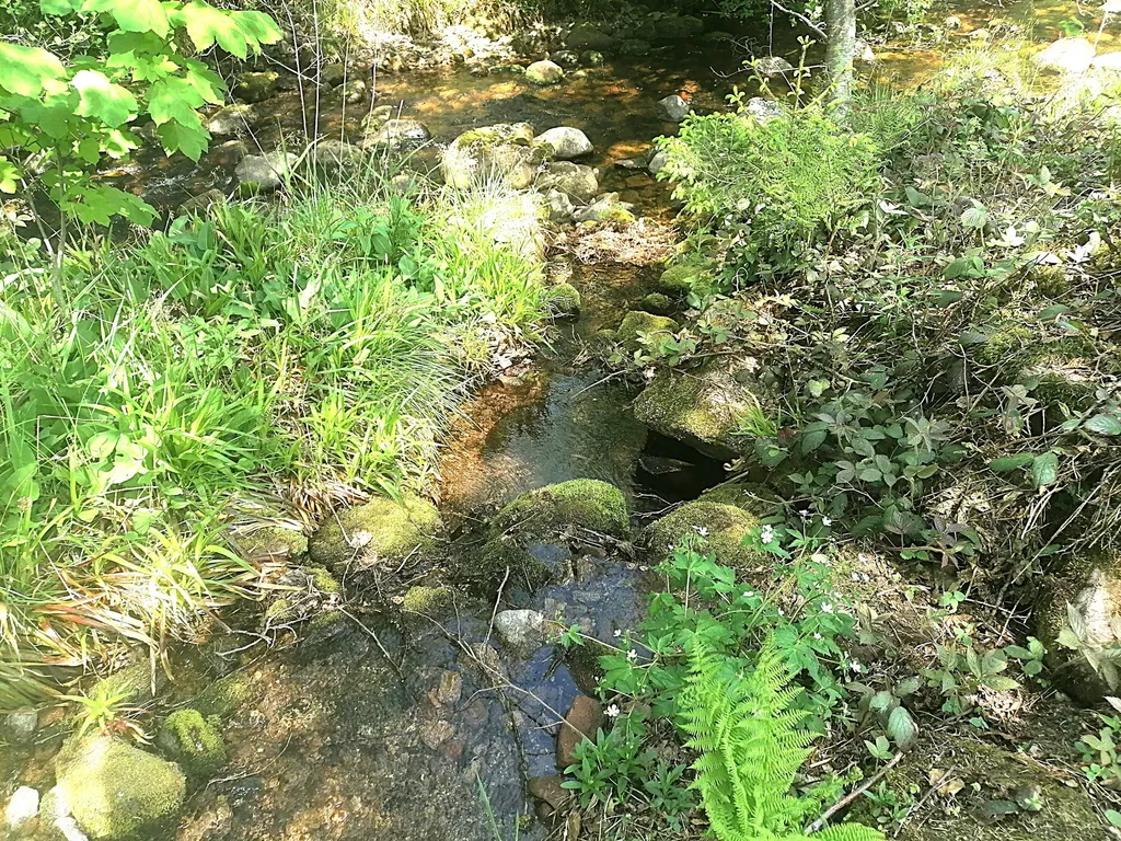 Wieseneckle am Bach mitten im Nationalpark