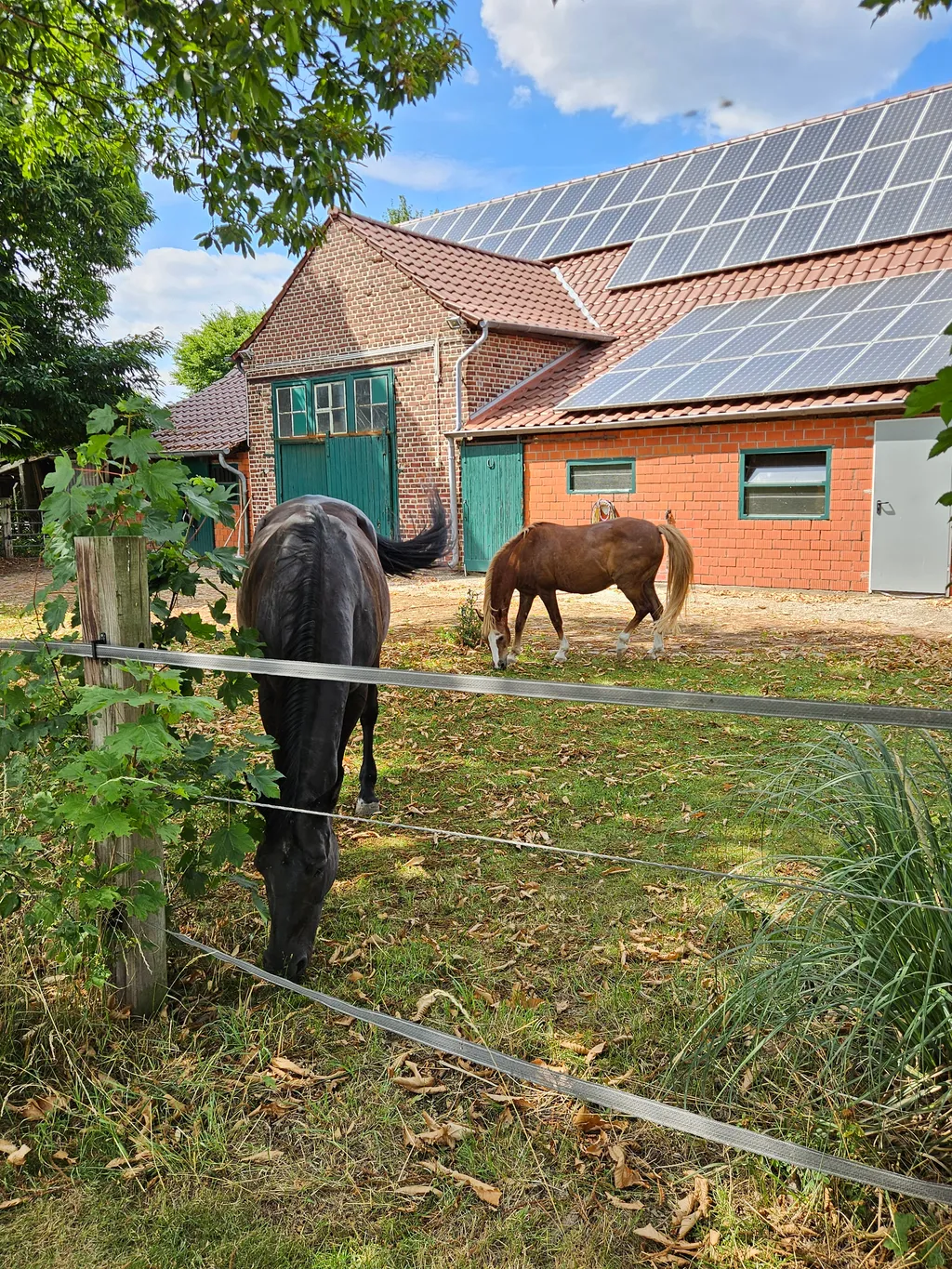 Die Pferde werden direkt angrenzend zum Platz.