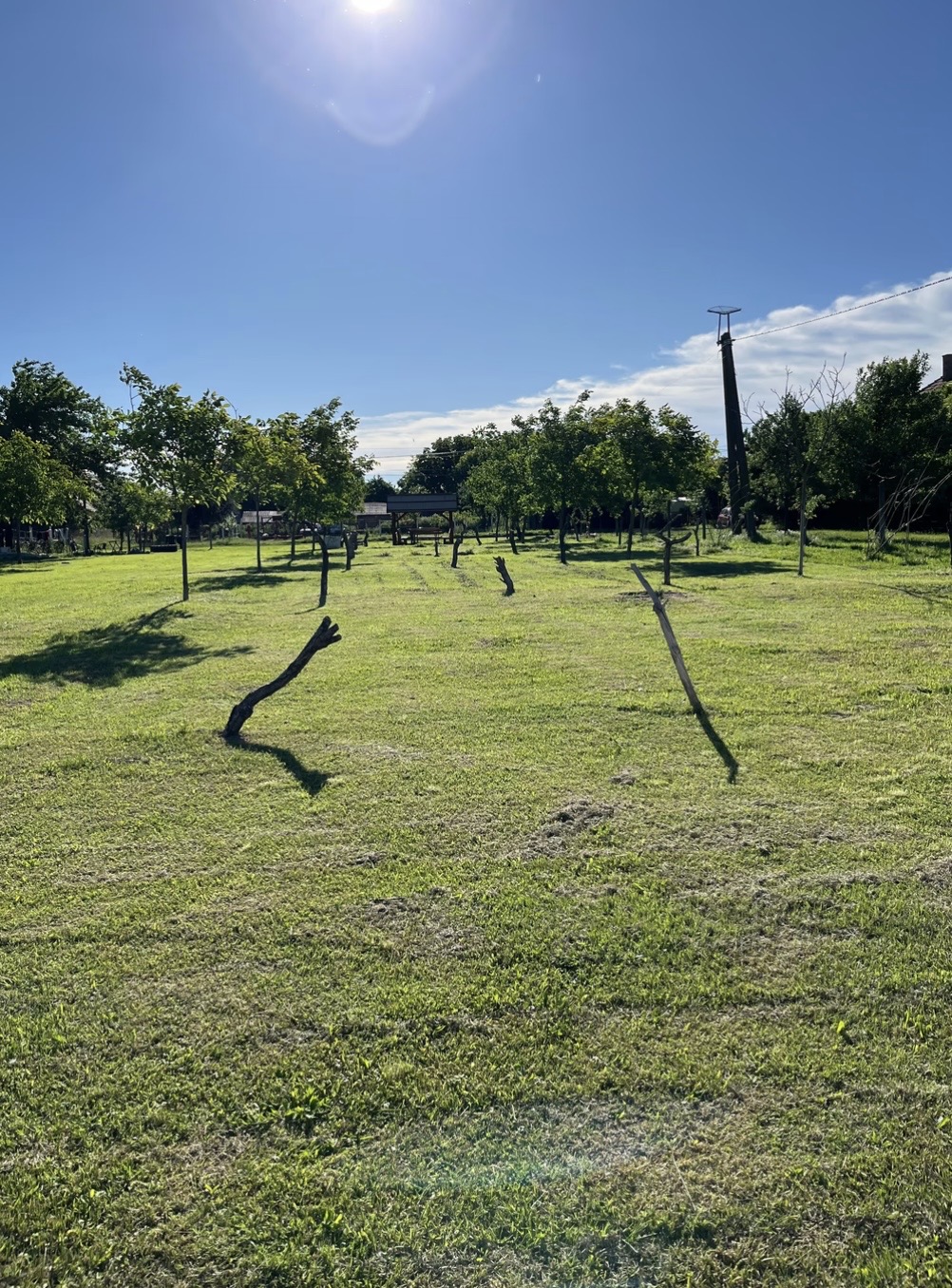 Walnussplantage direkt an der Donau