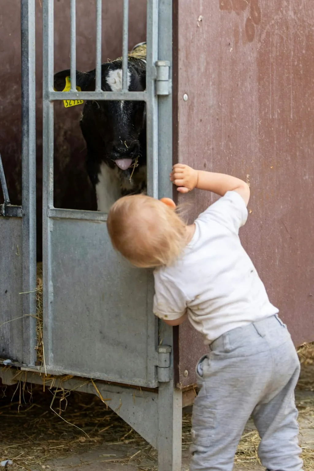 Bio-Bauernhof zum Miterleben