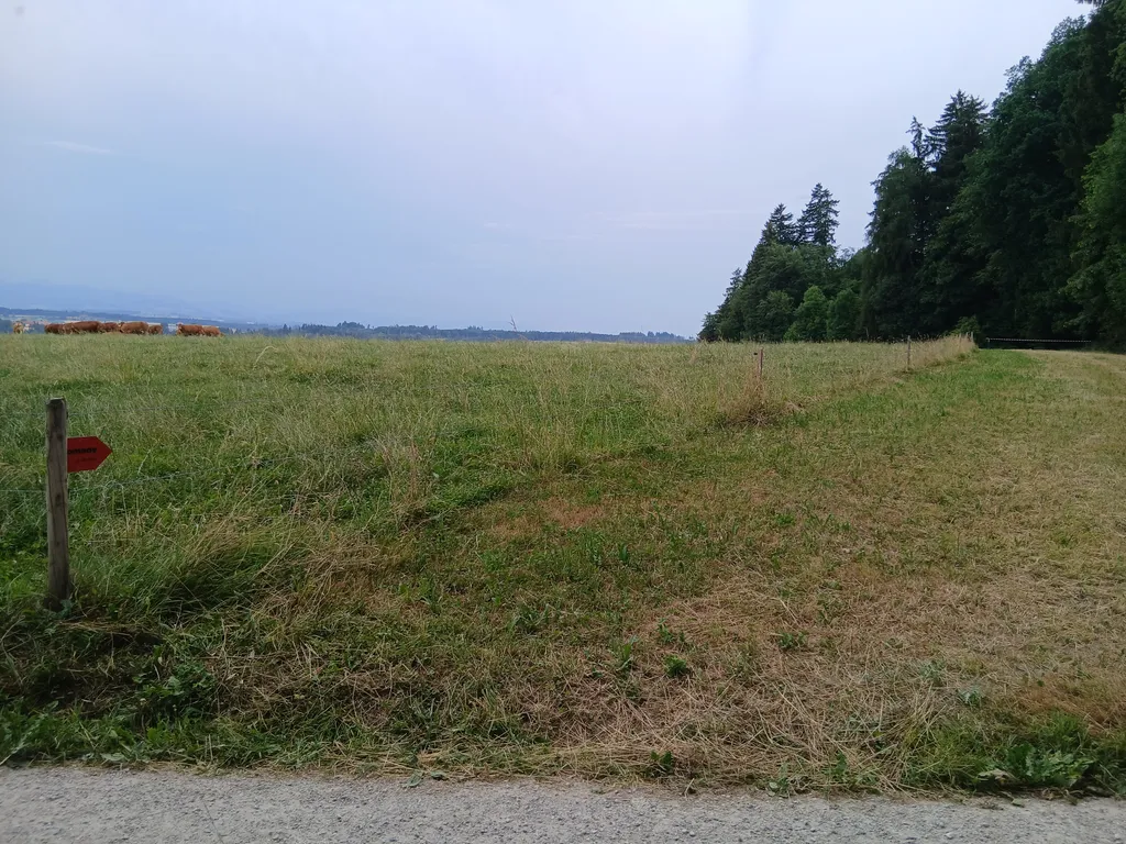 Idyllischer Waldrand mit Weitsicht