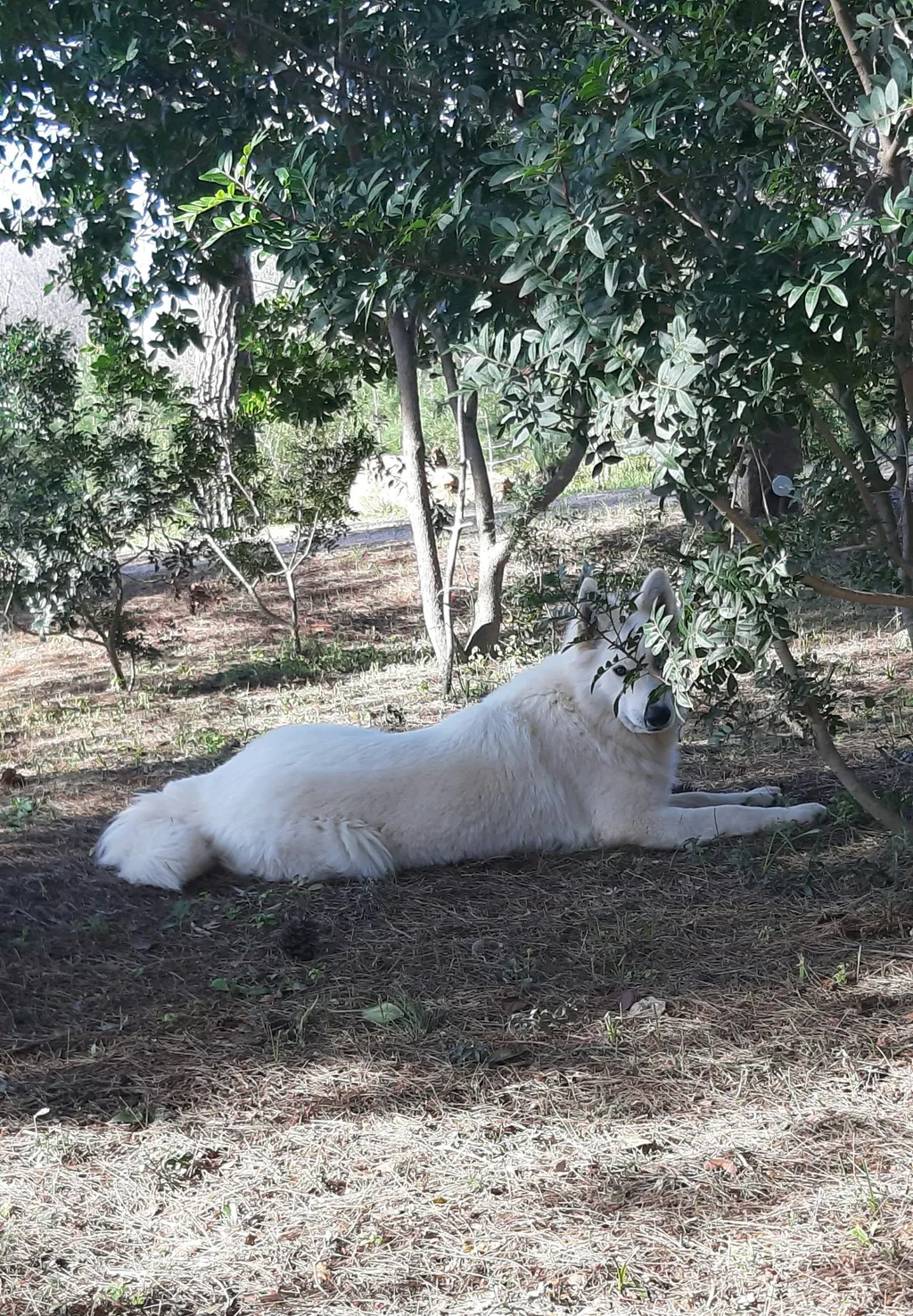 Camp Badia San Michele