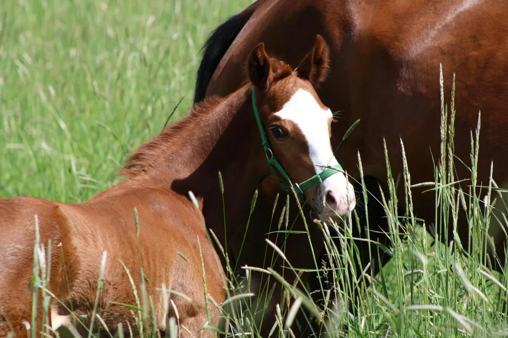 Stellplatz neben dem Hof
