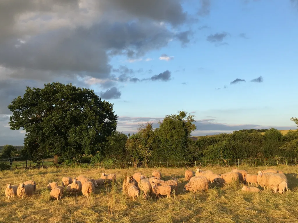 Unsere Weißen gehörnten Heidschnucken, gleich nebenan...