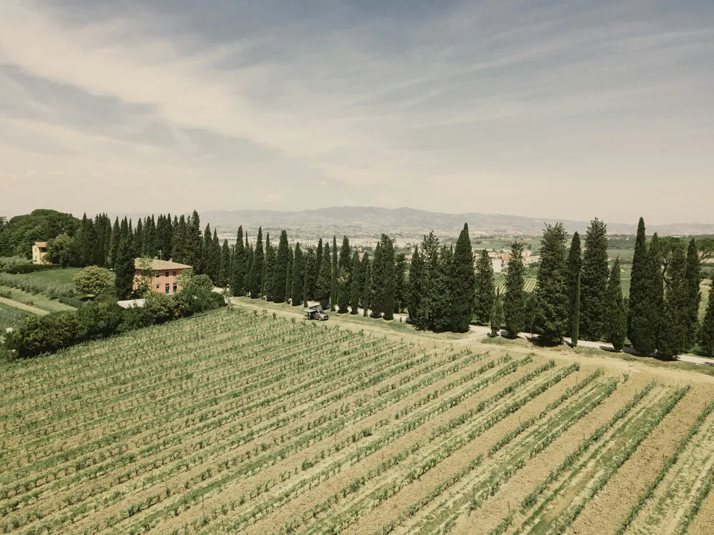 Camp nel vigneto 🍇🍷