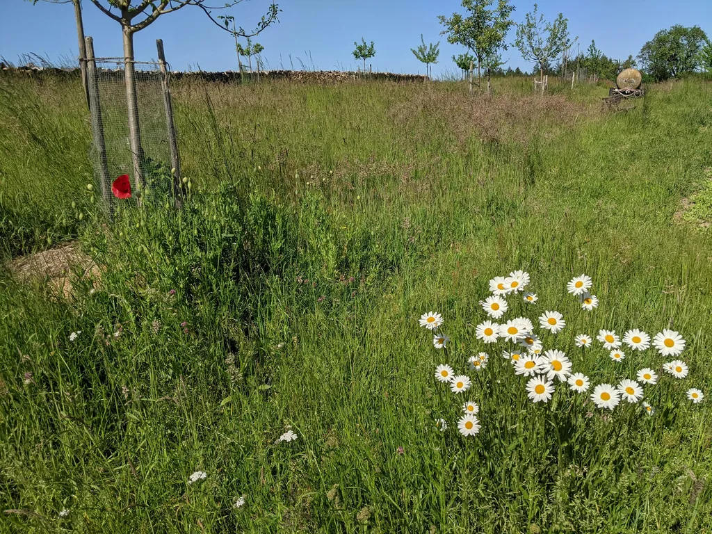 Streuobstwiese im Fränkischen Wald