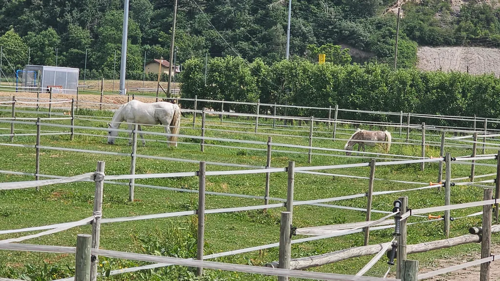 Vue sur les Alpes & chevaux