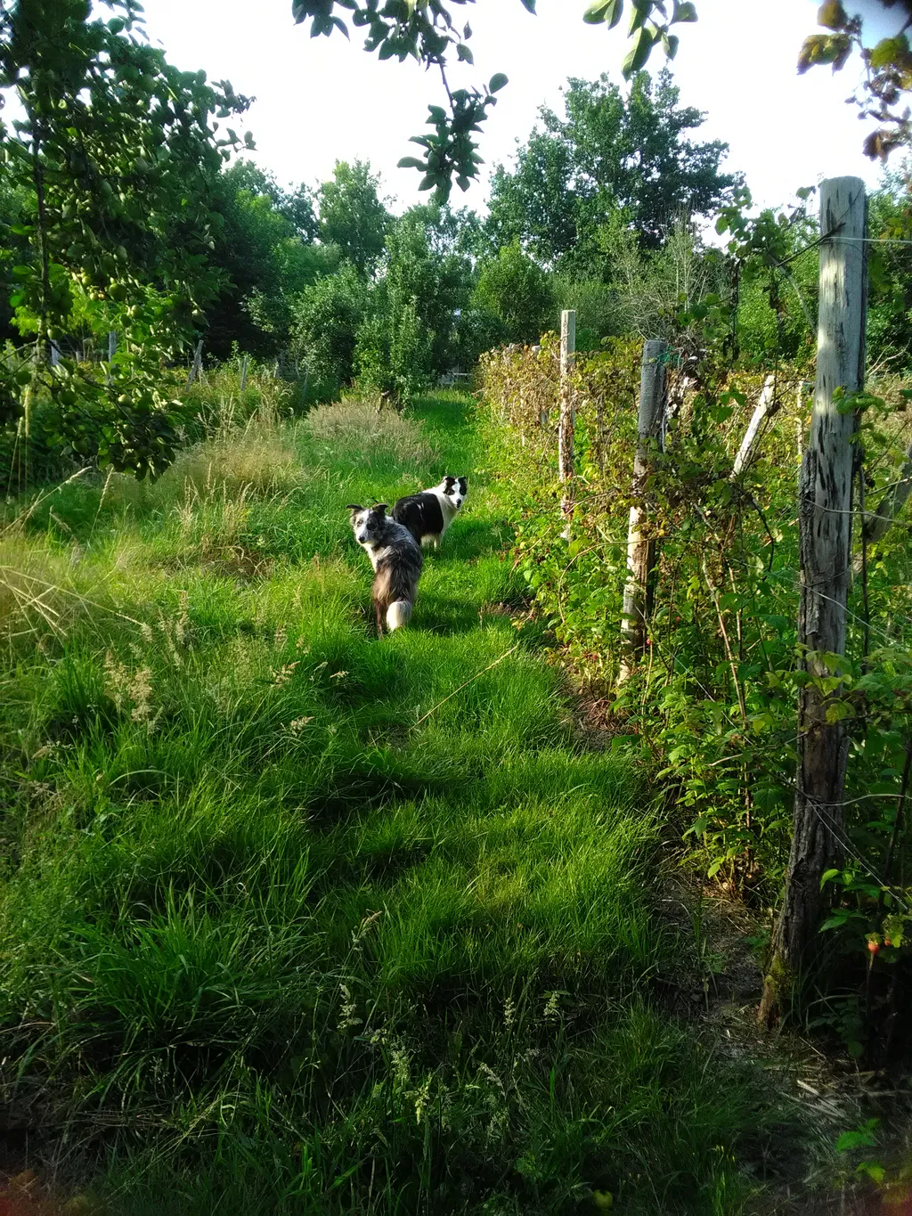 Ferme fruitière dans la forêt landaise