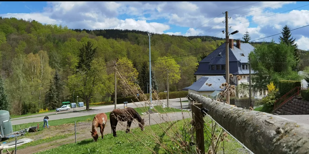 Bei den Pferden am Waldrand