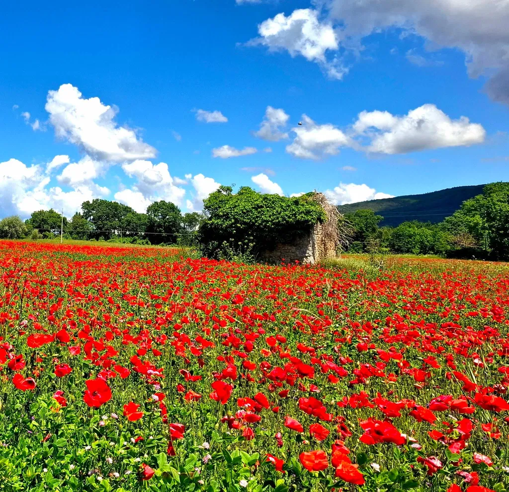 UMBRIA VERDE