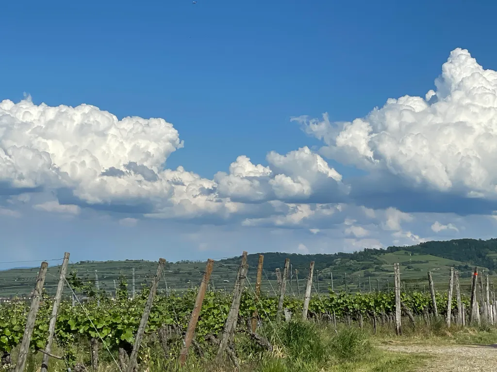 Im Weinberg mit einmaliger Aussicht