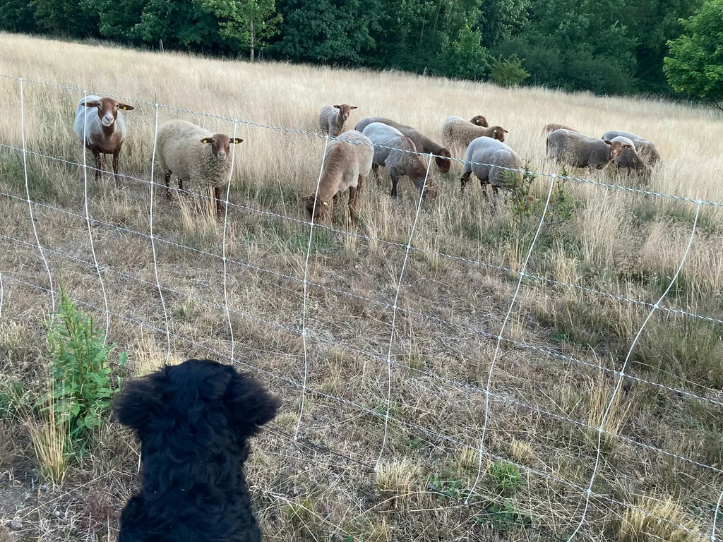 Auf der Alm im Frankenwald