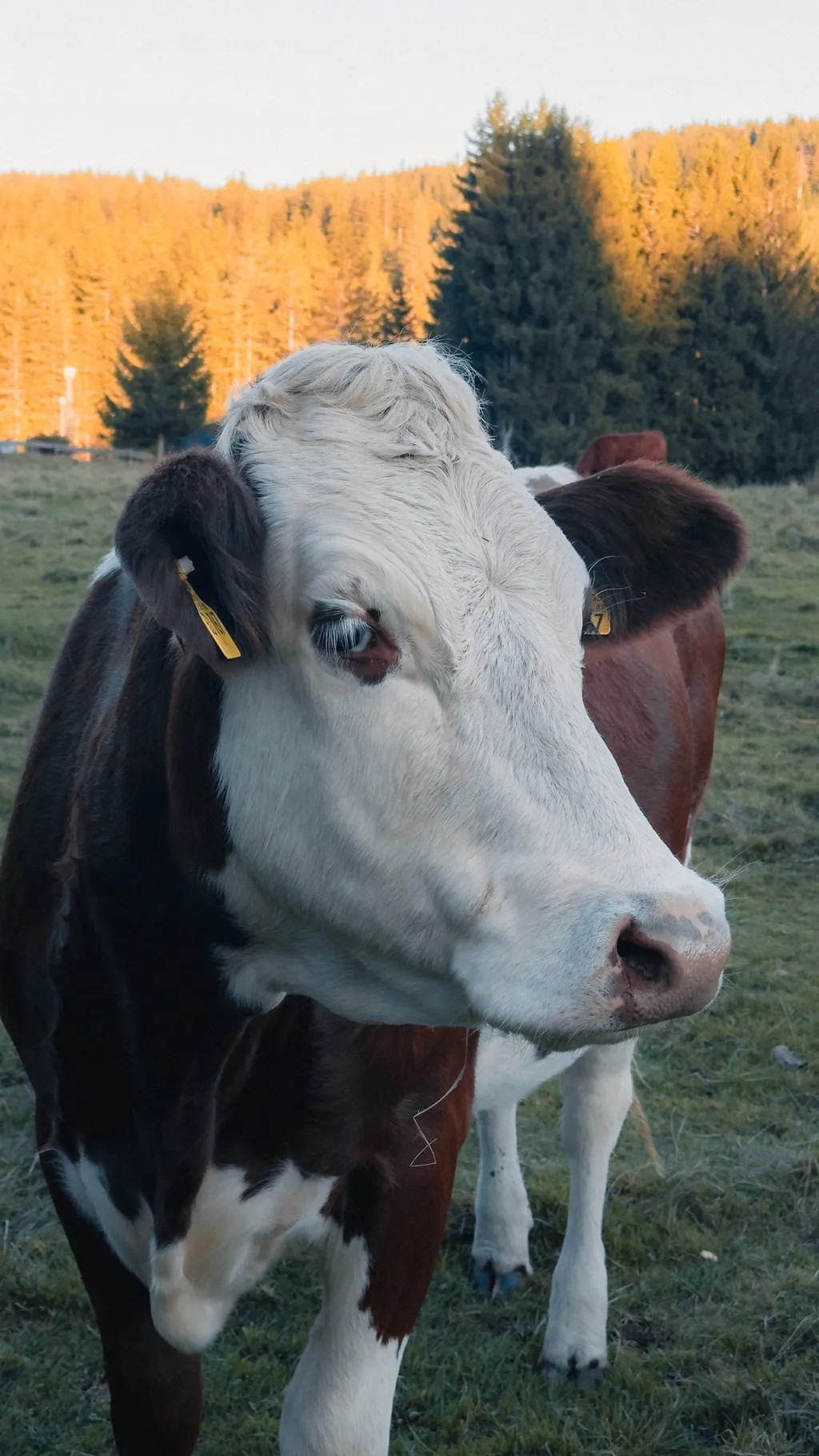 Bild von Milan für den Spot 1702