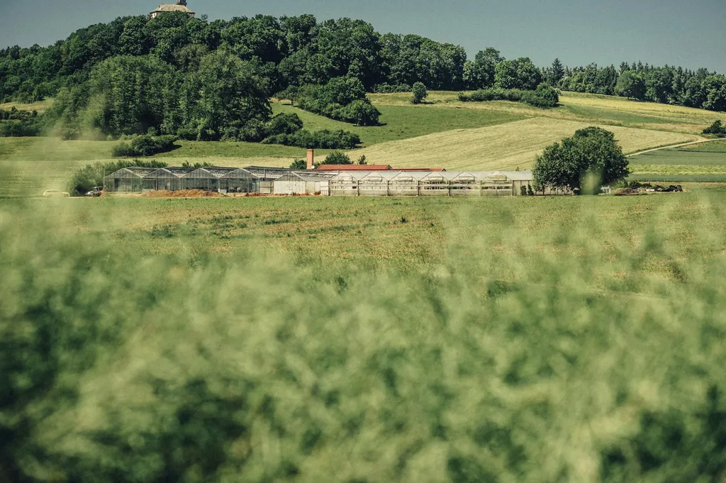 Wald, Wiese, Natur-pure Landidylle