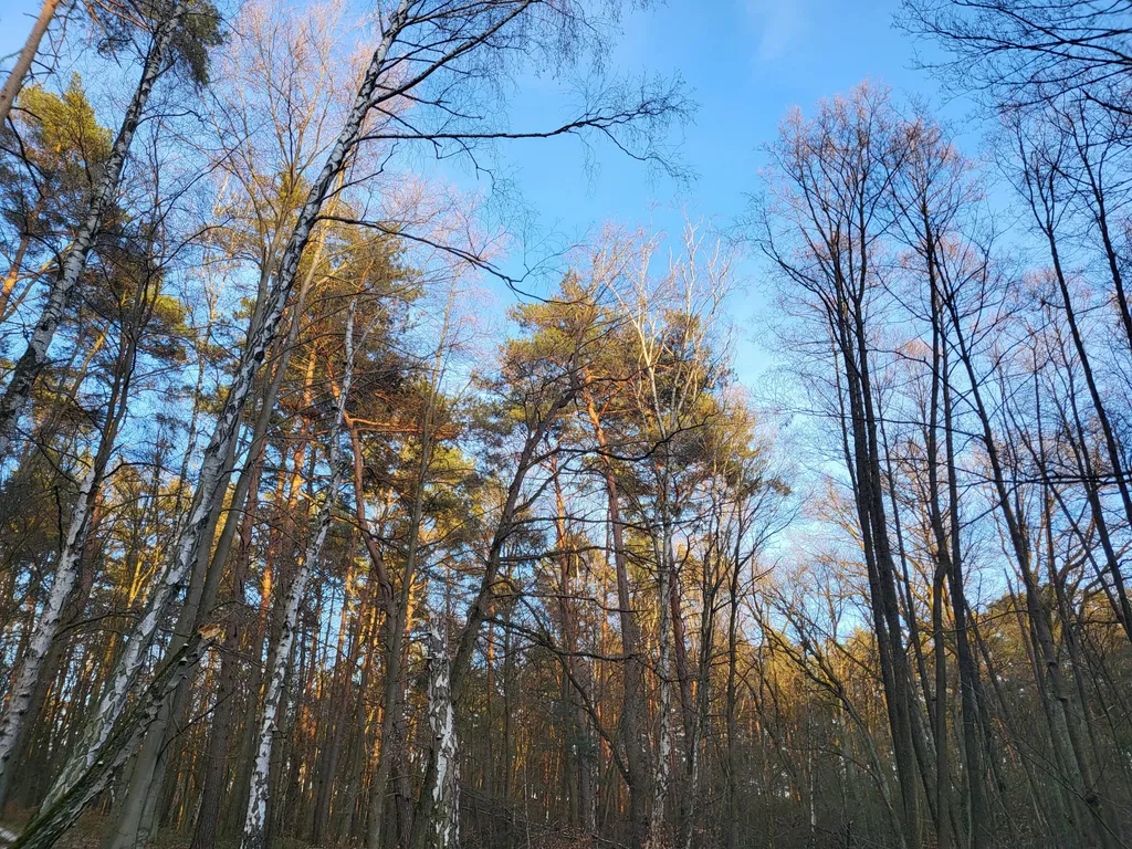 Waldübernachtung am Rande Potsdams