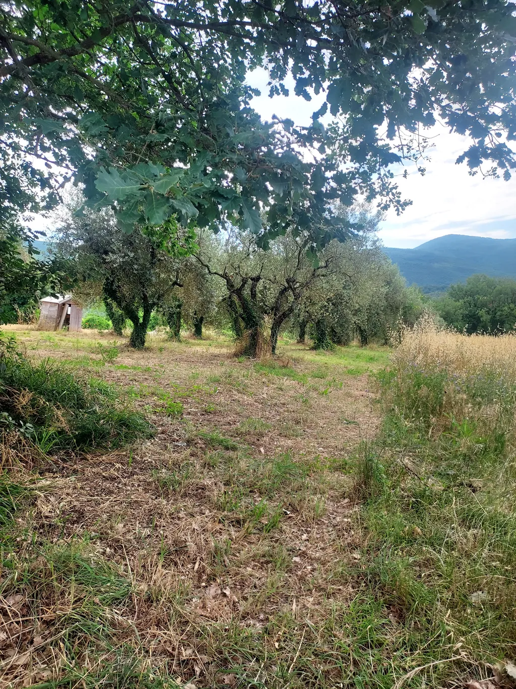 Umbria Verde 2