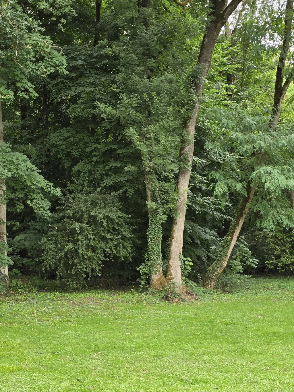 Une clairière secrète à l’abri des regards, propice à la rêverie et à la reconnexion à la nature. C’est ici que le temps suspend son cours.