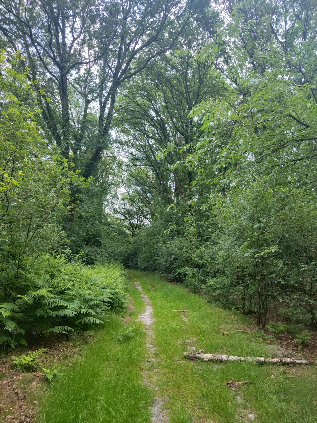 Perfekte Umgebung zum Gassi gehen.
