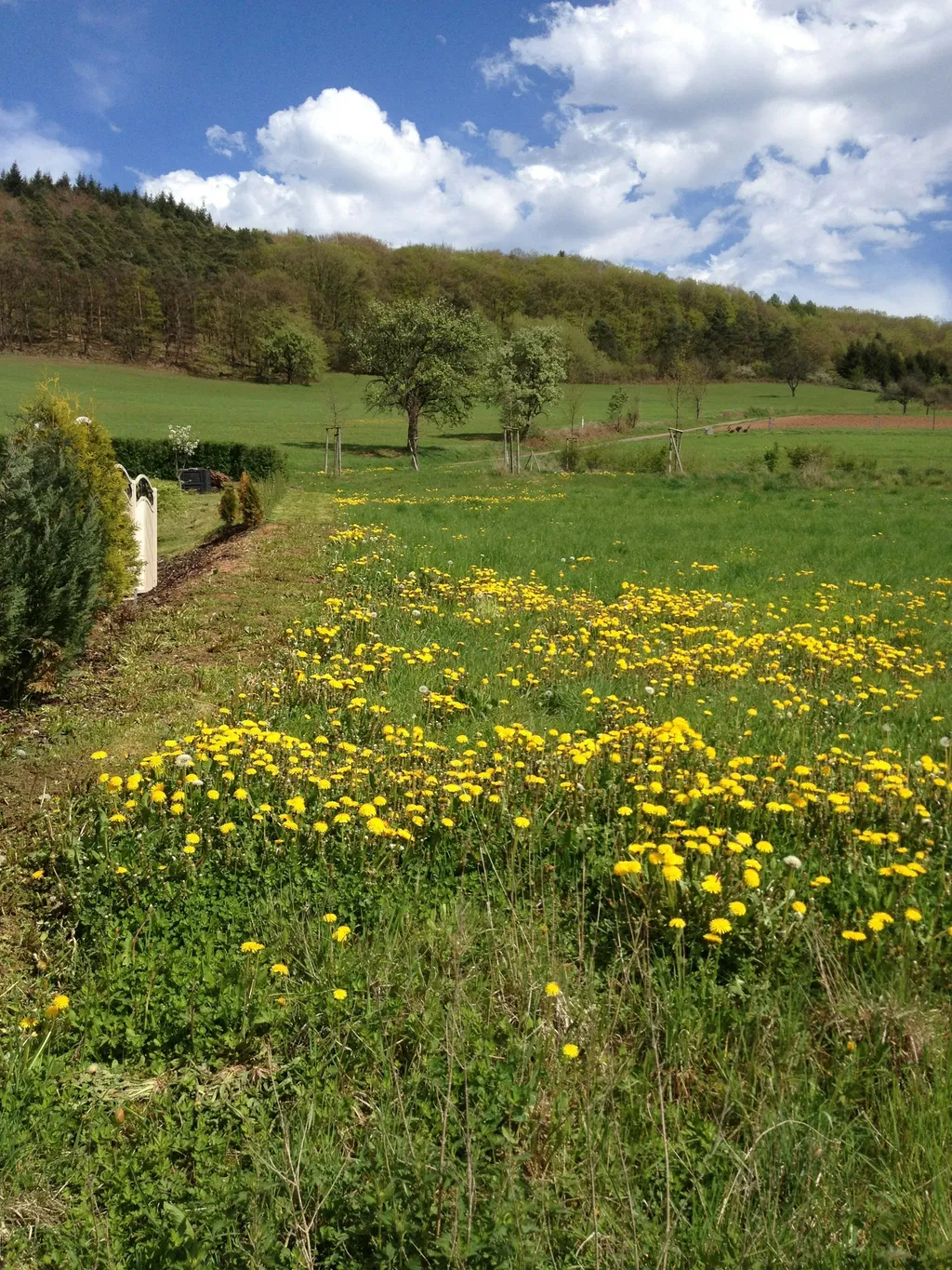 Wiesengrundstück im Remigiusland