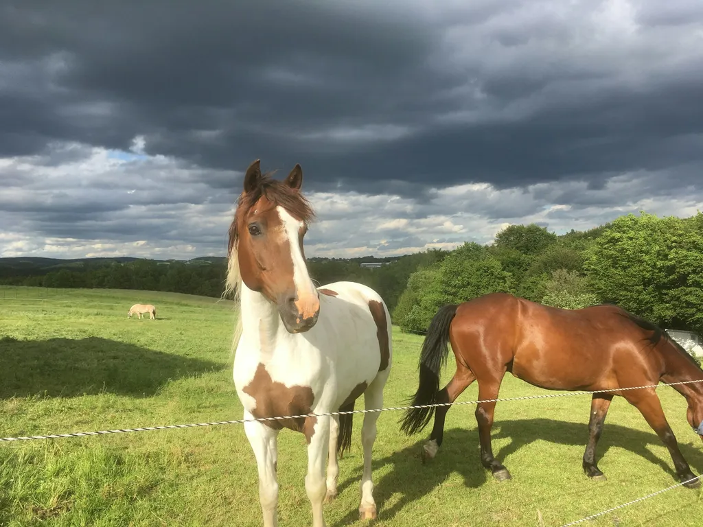 Zelten auf dem Pferdehof