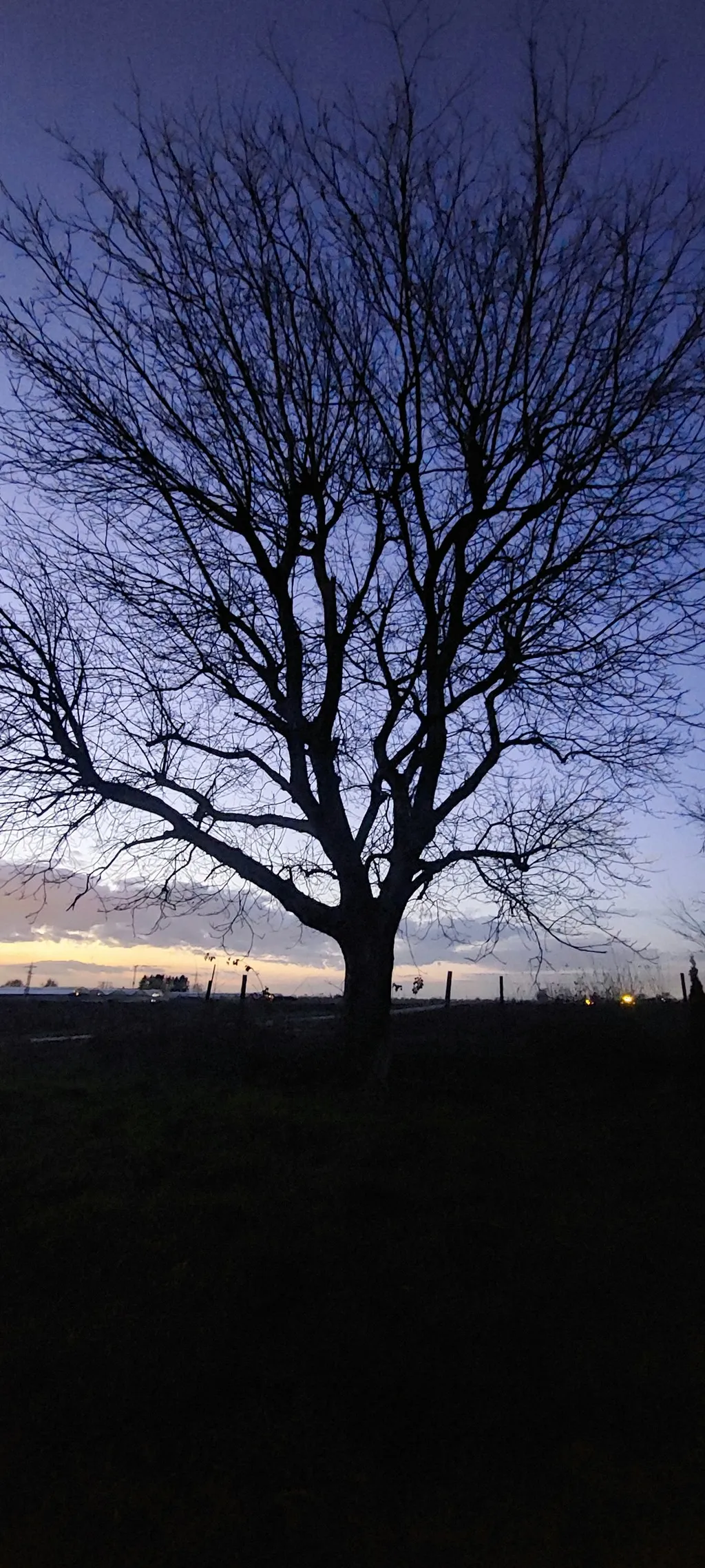 Sunset unterm größten Nussbaum