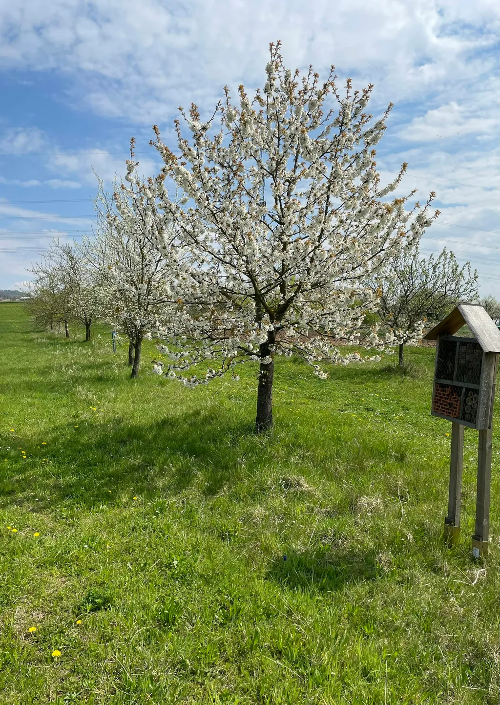 Obstgarten, Wiese Licht/Schatten