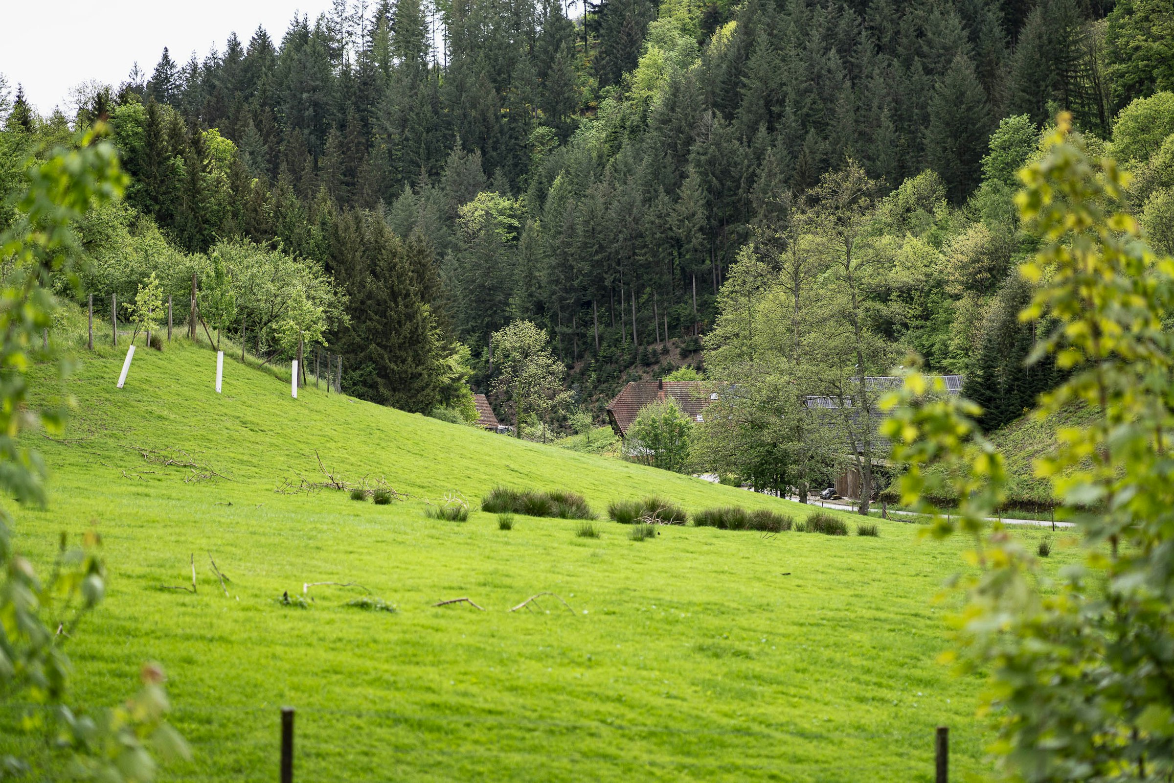 Serrerhof im Schwarzwald — photo 7