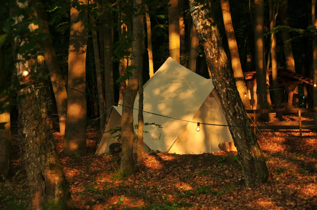 Vogelgezwitscher im Buchengrün