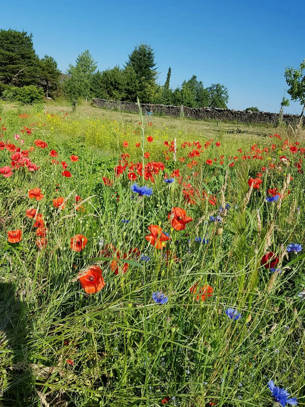 Streuobstwiese im Fränkischen Wald
