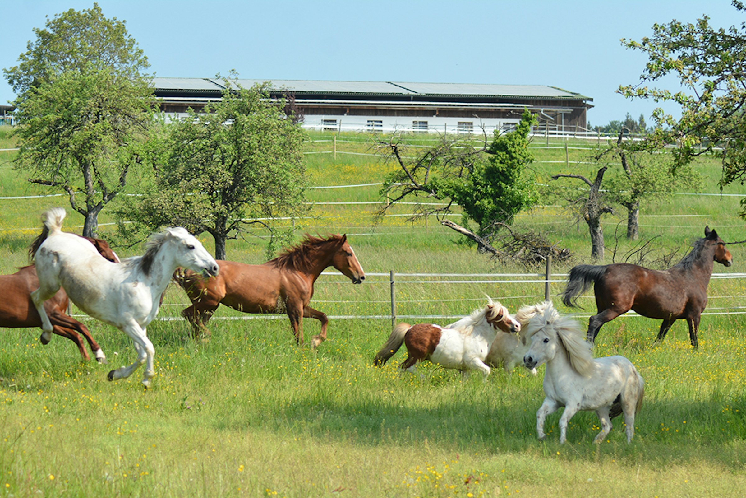 Das Leben ist ein Ponyhof