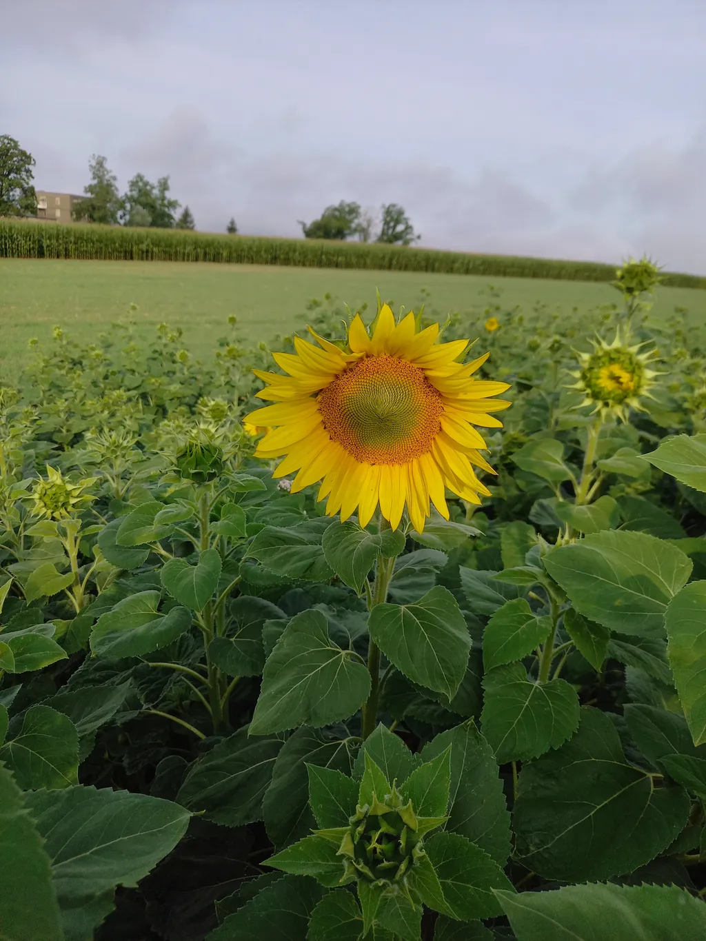 Schlössli-Camp mit Obstgartenblick