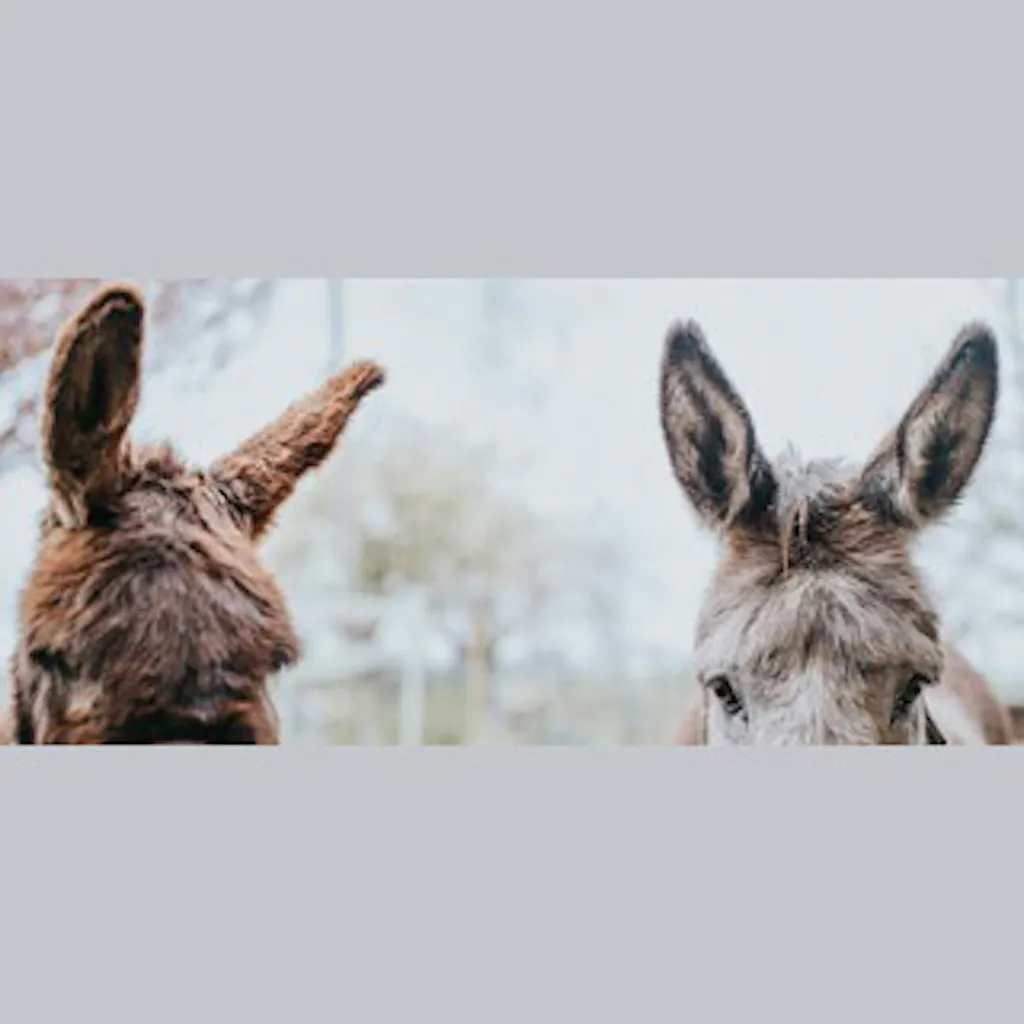 Unsere beiden Esel Carly und Pontus