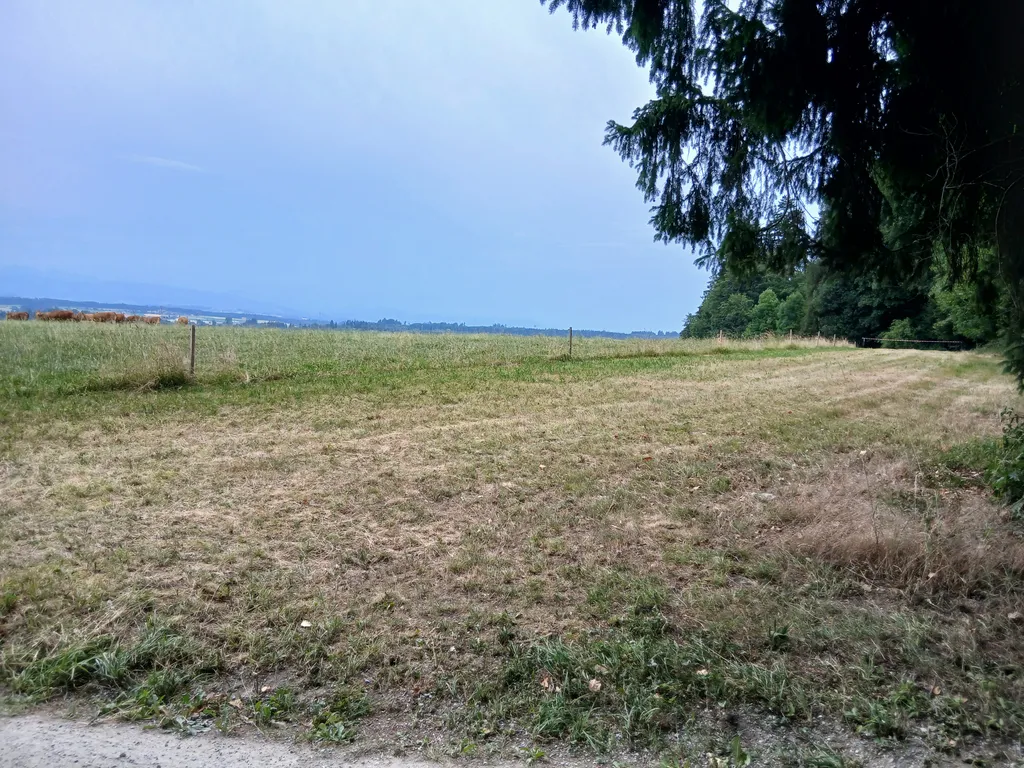 Idyllischer Waldrand mit Weitsicht
